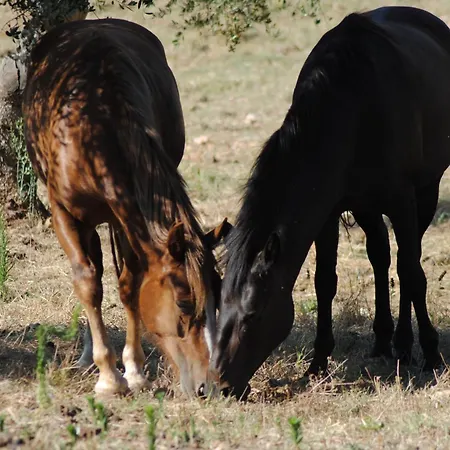 Villa Trullo Rosa With Exclusive Pool Ostuni
