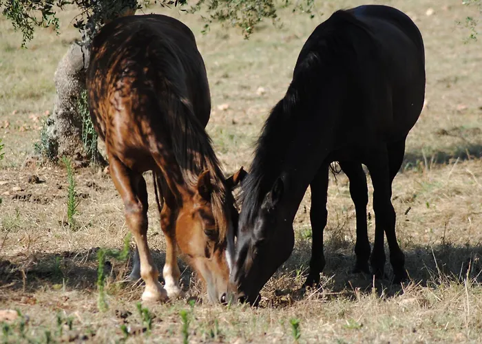 Villa Trullo Rosa With Exclusive Pool Ostuni